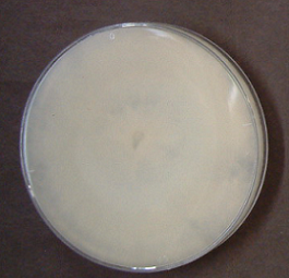 Trametes versicolor2(COV-Ps4a)